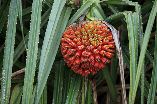Hala fruit (Pandanus tectorius) photo