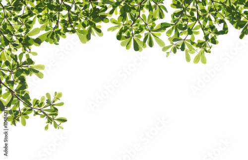 Green leaf on white background