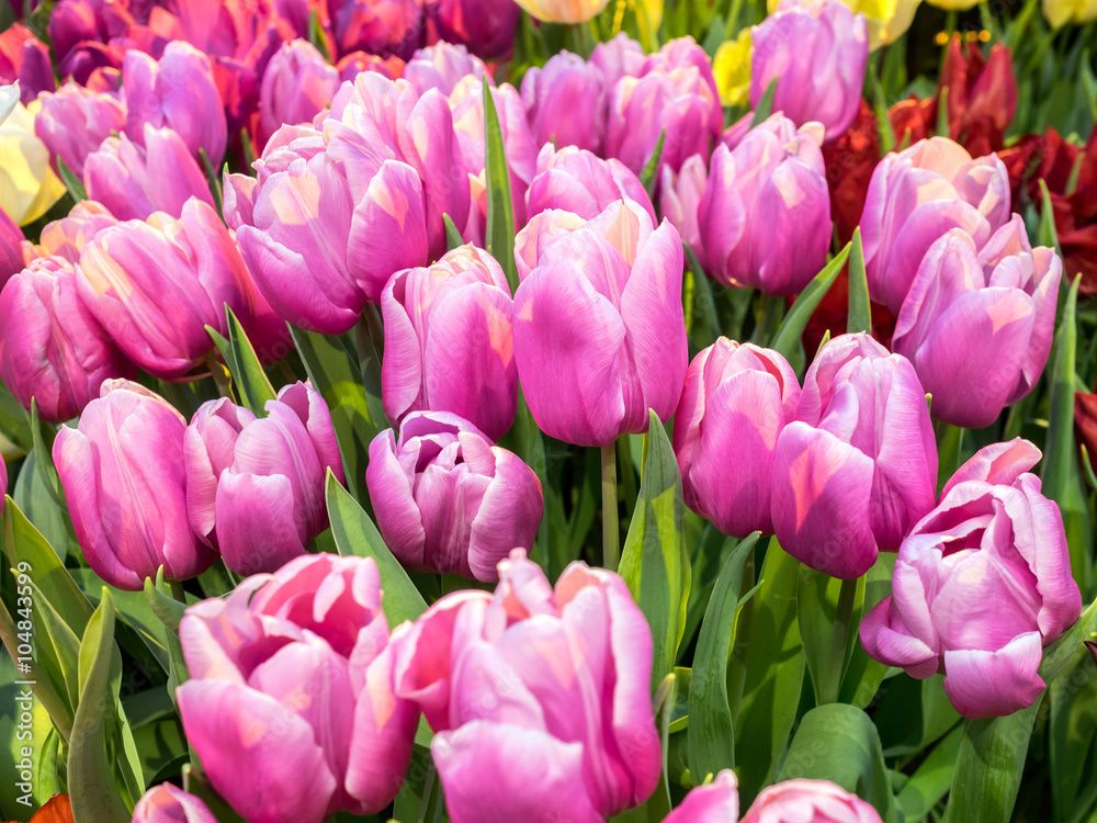 fresh colorful tulip flowers in sunny spring day fresh colorful tulip flowers in sunny spring day