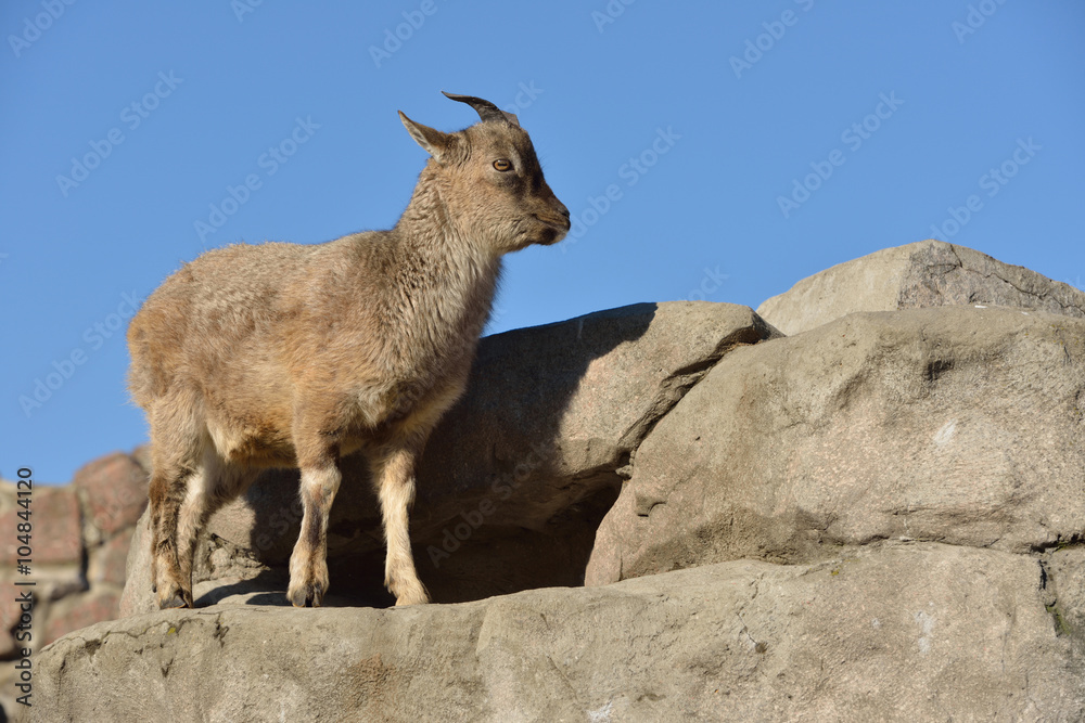Markhor (Capra falconeri) Markhor (Capra falconeri)
