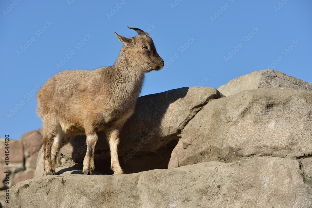 Markhor (Capra falconeri)