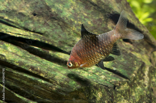 Male Black Ruby Barb