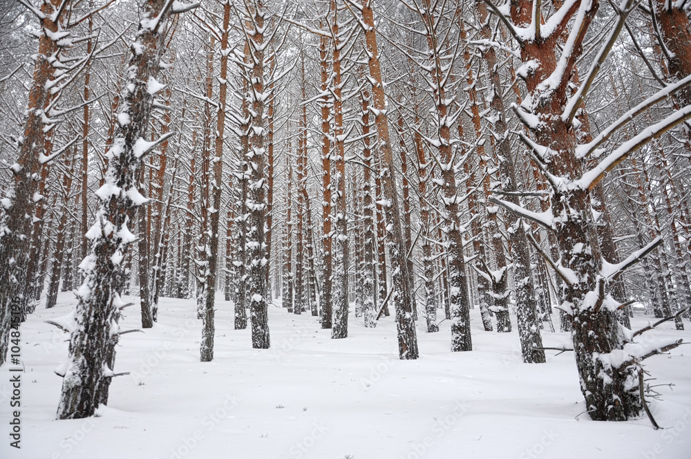 Fototapeta premium Bosque de invierno