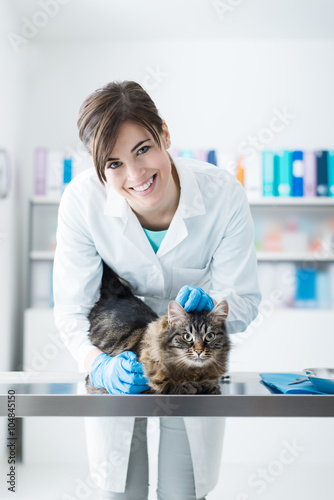 Fototapeta Naklejka Na Ścianę i Meble -  Veterinarian examining a cat on the surgical table