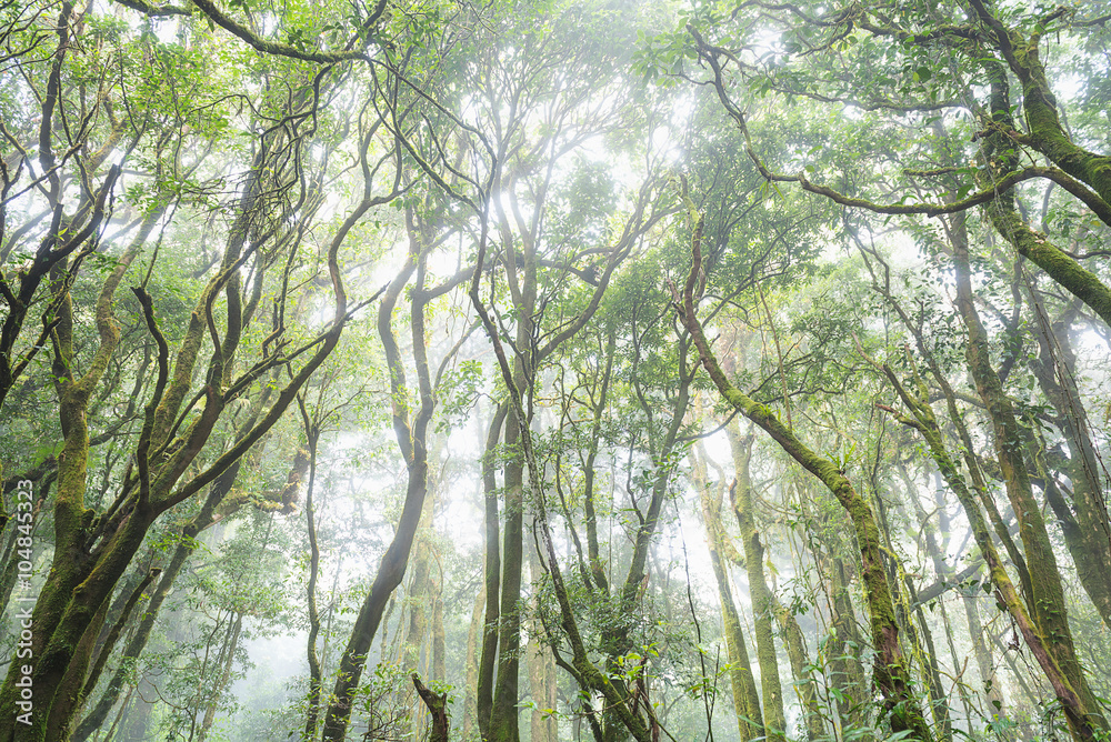 Naklejka premium forest trees, nature green wood sunlight backgrounds, doi inthanon national park in chaing mai, thailand