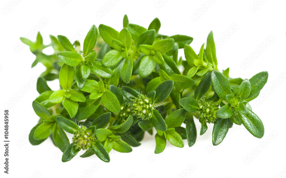Summer savory Summer savory