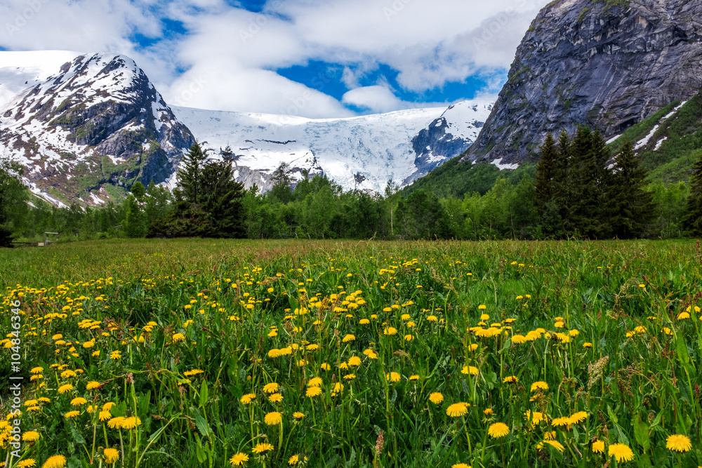 Fototapeta premium Yellow flower fields with mountain and blue sky background