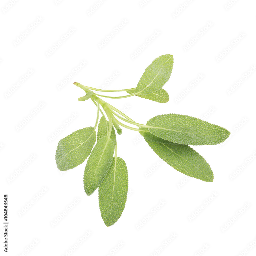 Obraz premium Sage plant on a white background