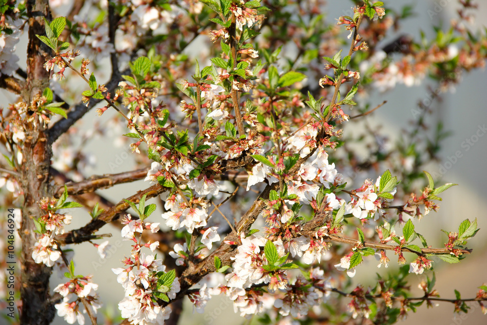 blooming spring flowers blooming spring flowers