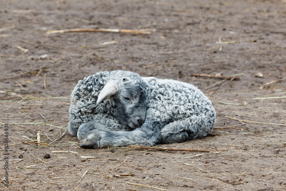Fototapeta premium Little lamb sleeping young