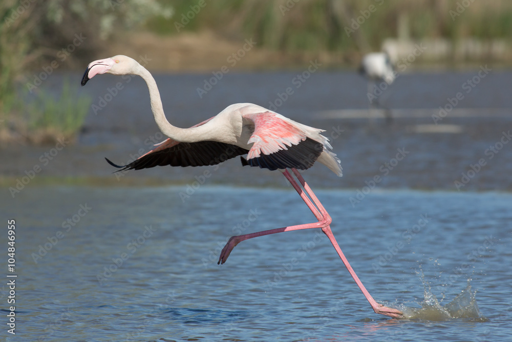 Fototapeta premium Running flamingo, Camargue, France
