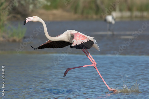 Running flamingo, Camargue, France