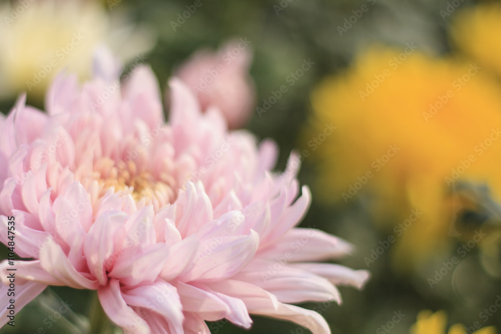 Pink chrysanthemum flower soft focus background