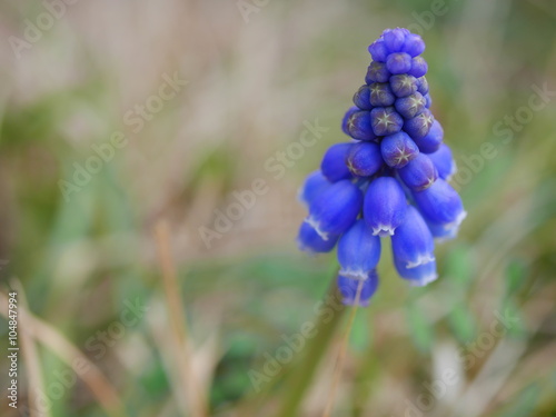 Obraz na plátně muscari