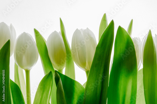 białe tulipany na białym tle 