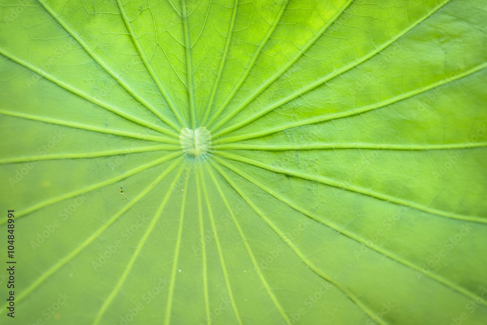 Lotus leaf texture Lotus leaf texture