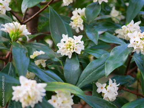 White Flower daphne photo