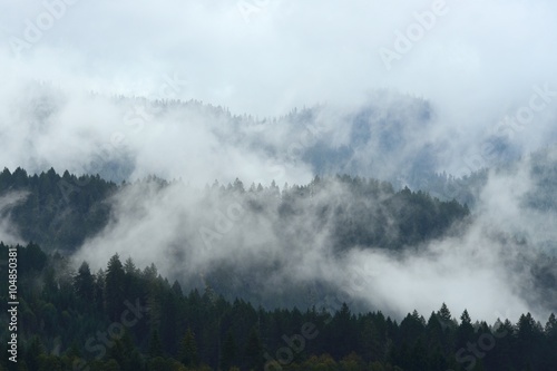 Fog cover the forest in the mountains. Misty forest view near Swift Reservoir. USA Pacific Northwest  Washington.