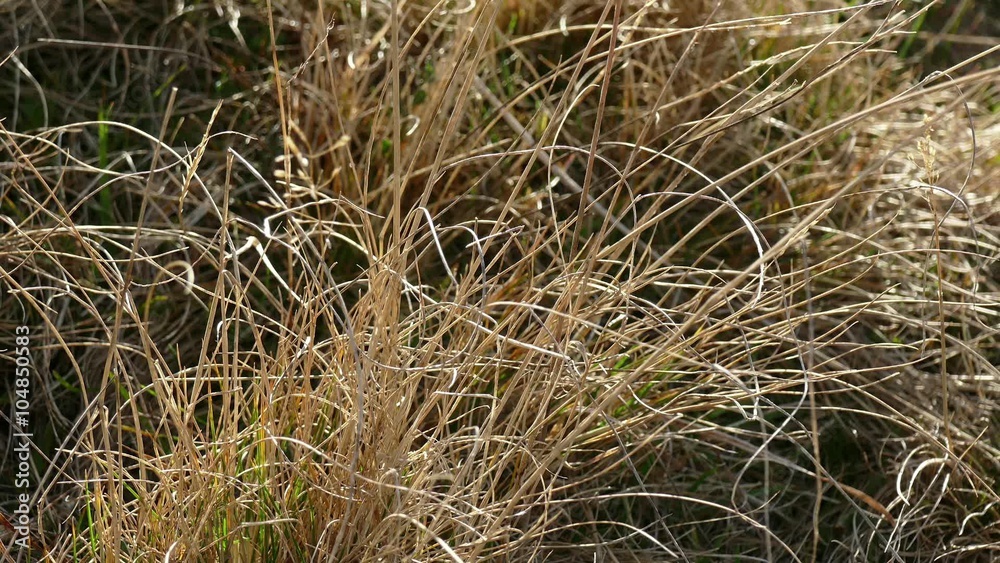 Dry mountain yellowed grass on strong wind
Dry mountain yellowed grass on strong wind
