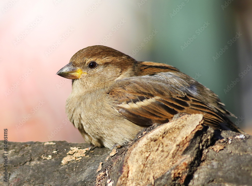 House Sparrow (Passer domesticus) House Sparrow (Passer domesticus)