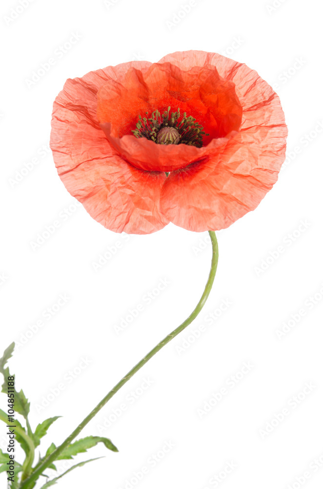 single red poppy isolated on white single red poppy isolated on white
