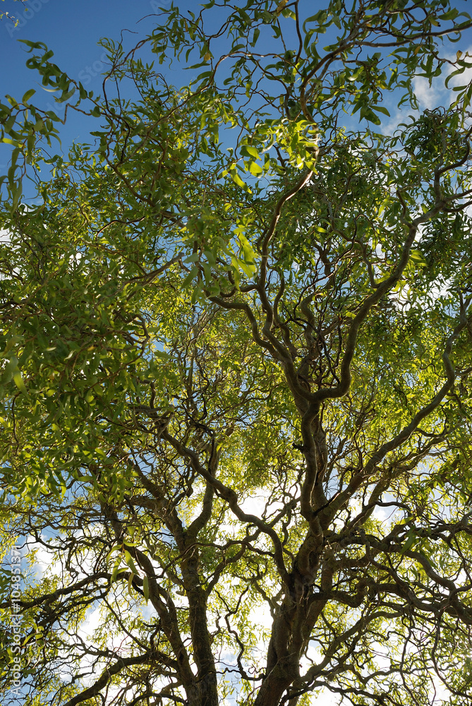Fototapeta premium Tree in autumn colours