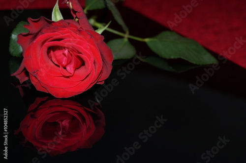 Red rose