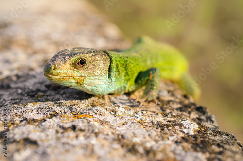 Green lizard close up