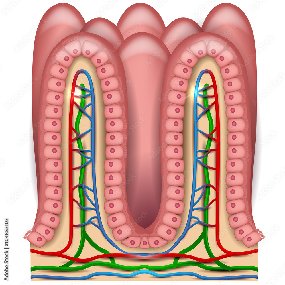 Intestinal villi anatomy, small intestine lining