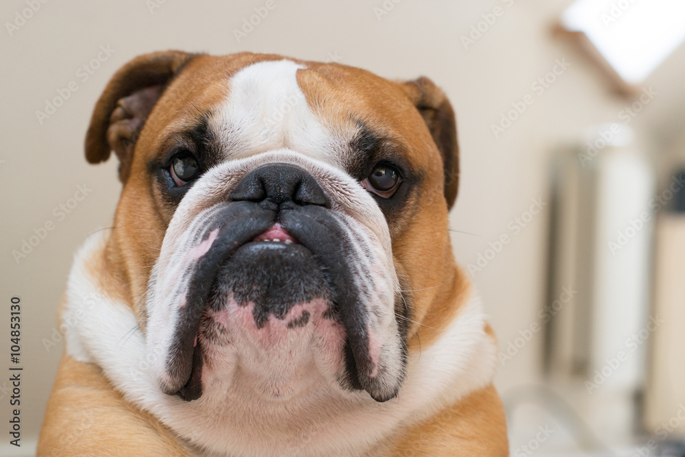 Portrait of serious calm English bulldog