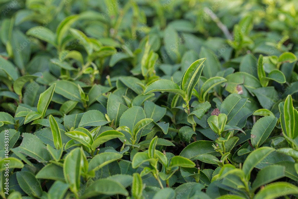 tea tree plantation