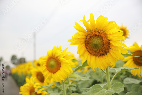 Fototapeta Naklejka Na Ścianę i Meble -  yellow sunflowers