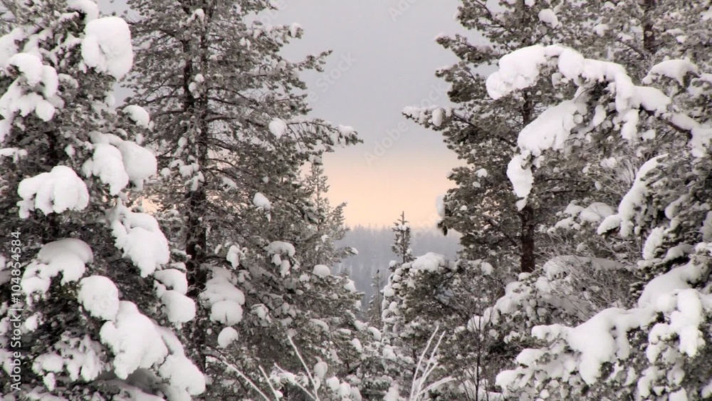 View to the forest covered with snow in winter in Saariselka, Finland. View to the forest covered with snow in winter in Saariselka, Finland.