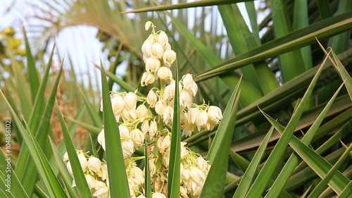 Zooming out from white flowers of yucca photo