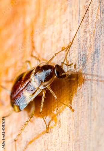  cockroach on the wooden floor 