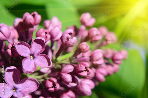 Lilac flowers in sunlight close up