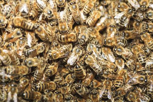Oberfläche einer Bienen- Schwarmtraube, 