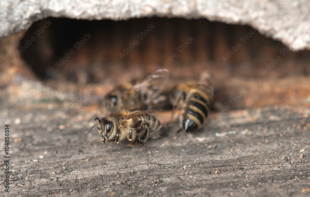 dead bees dead bees