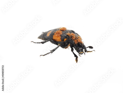 The carrion beetle Nicrophorus vespilloides on white background photo