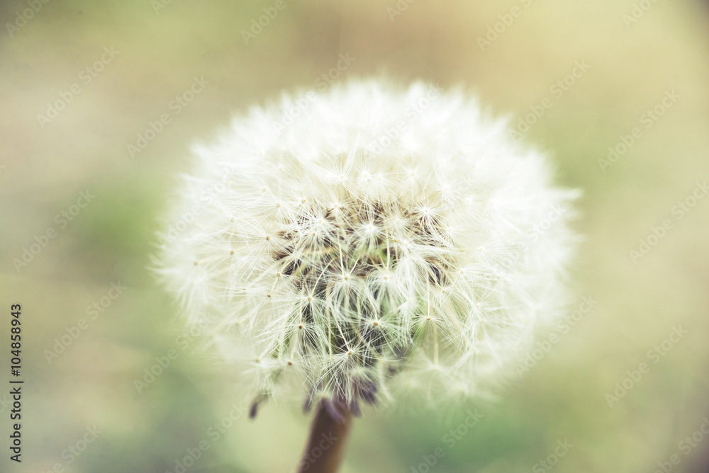Fototapeta premium Dandelion At Sunset, vintage effect