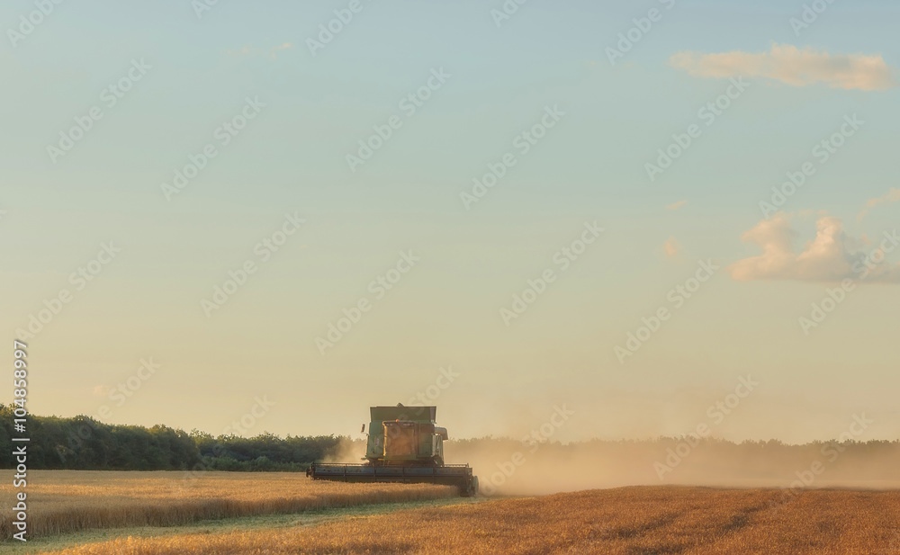Fototapeta premium Harvesting combine in the field cropping cereal field