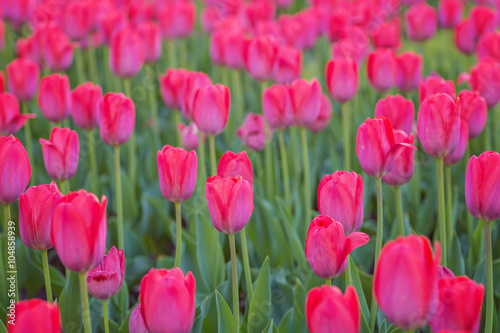 Group of red tulips in the park. Spring landscape. © Ryzhkov Oleksandr