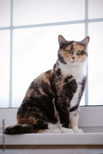 Wallpaper Mural Multi-colored cat at a window. Torontodigital.ca