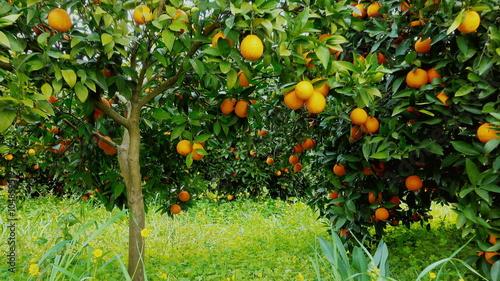 4K orange grove track in steadicam trees full of oranges.Clips from an organic growth orangery in southern Greece.