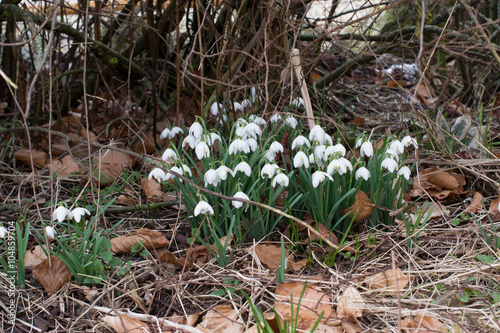 Snowdrops at backyard of forest