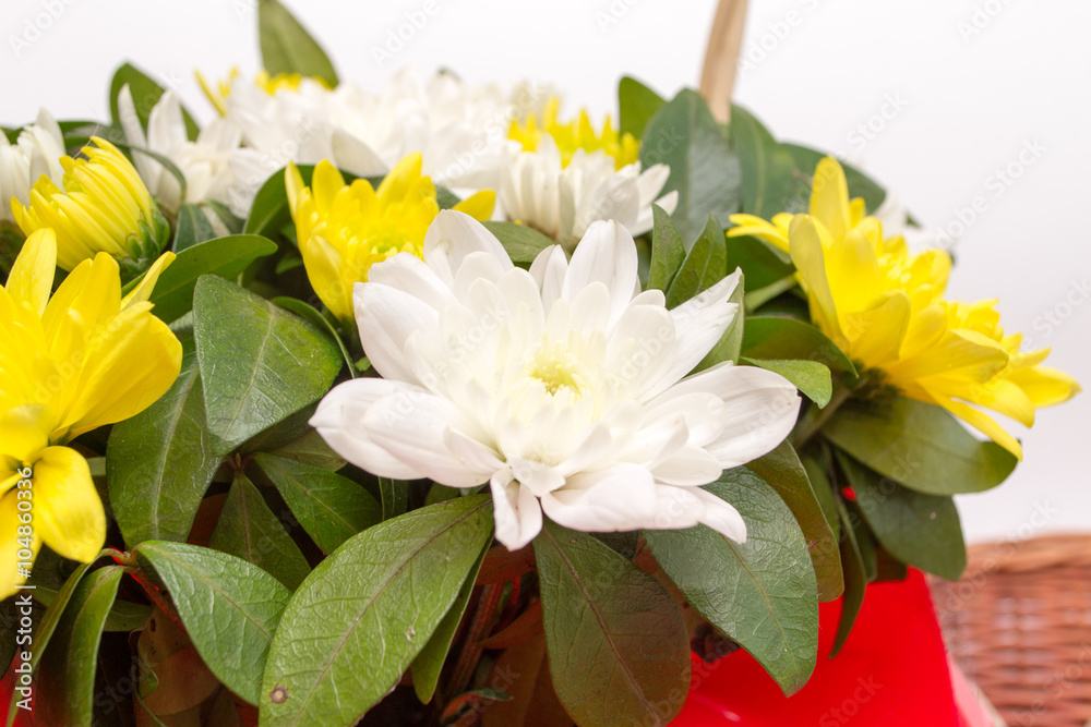 Fototapeta premium Chamomile on March 8