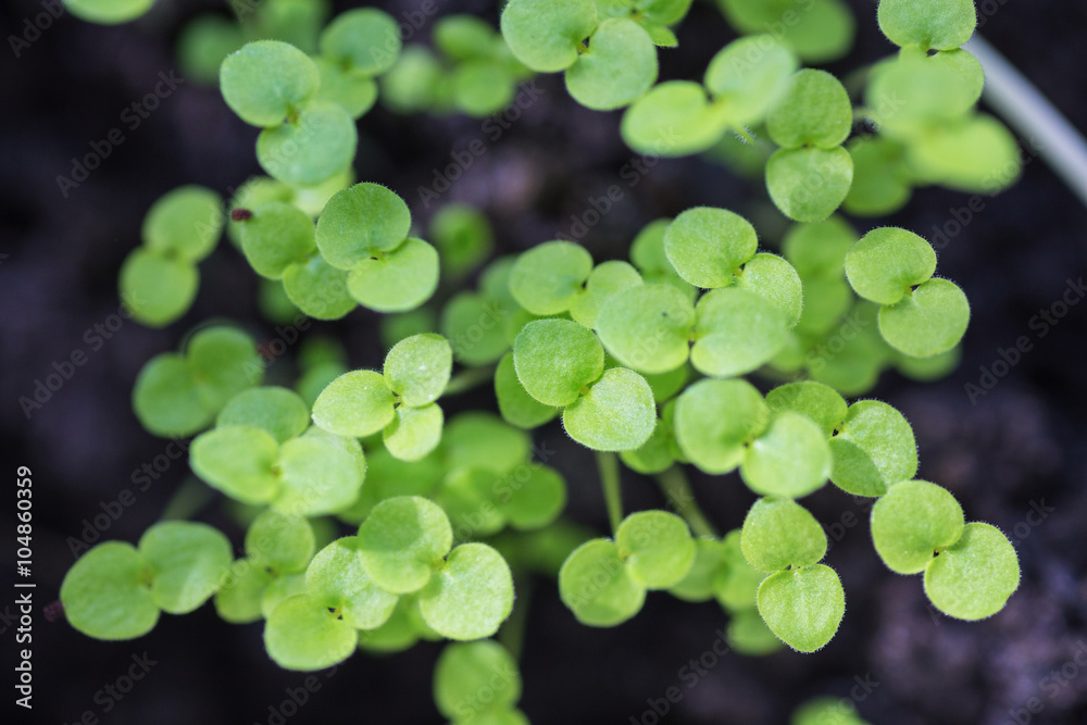 new beginning spring sprouts in black soil new beginning spring sprouts in black soil