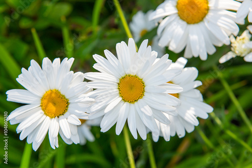 Daisy flower