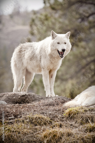 white wolf on a hill