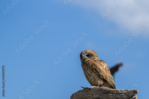 owl sitting on a background of blue sky,owl, eagle owl, bird sitting, portrait